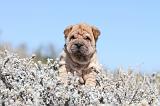 SHAR-PEI 528